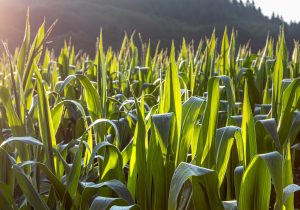 Kukurydza gnieciona – zastosowanie, właściwości i karmienie